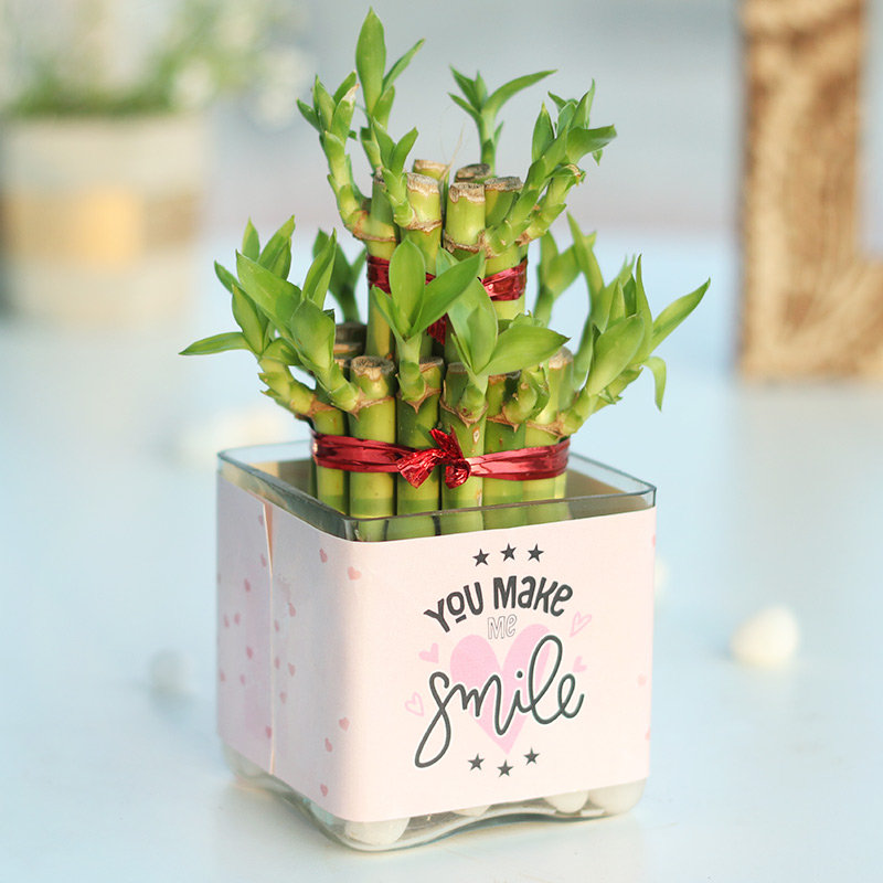Smiling Bamboo Plant | Cake2homes