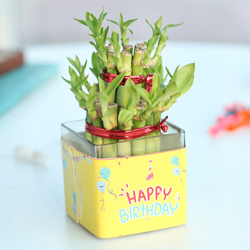Bamboo Birthday Plant | Cake2homes