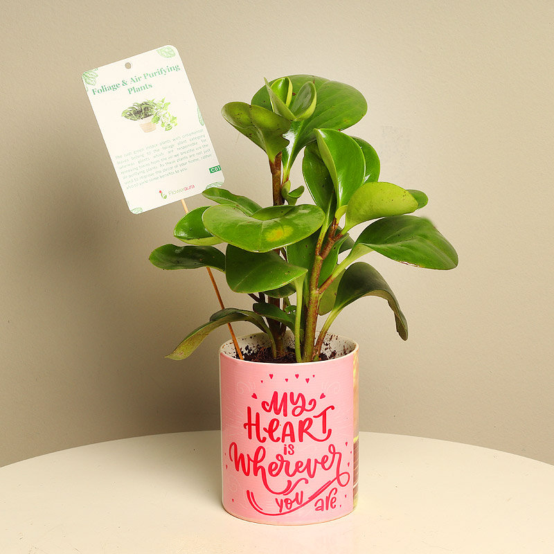 Glossy Peperomia Plant | Cake2homes