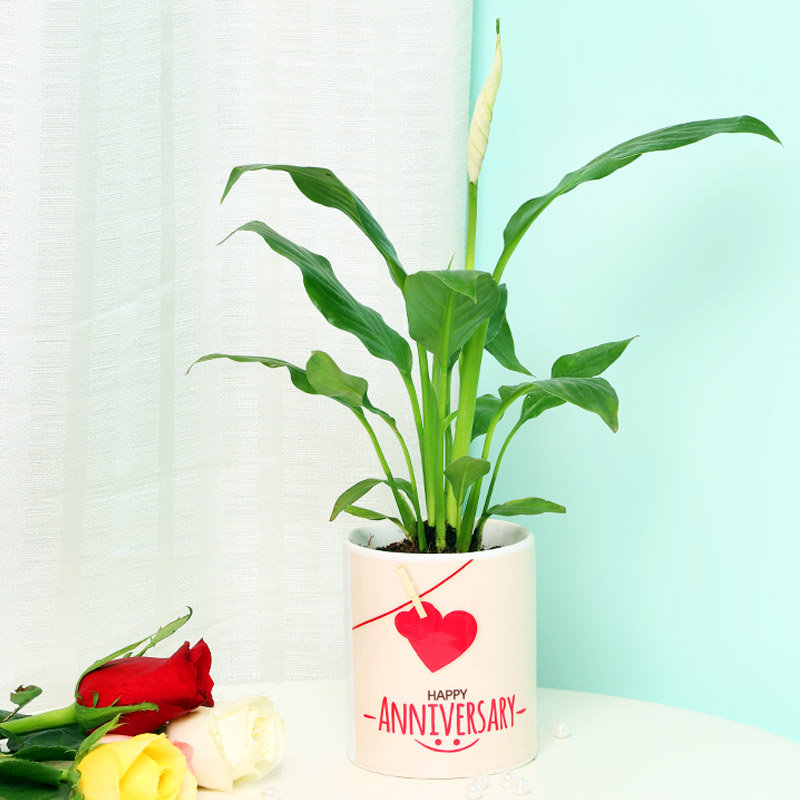 Wonderful Peace Lily Plant | Cake2homes