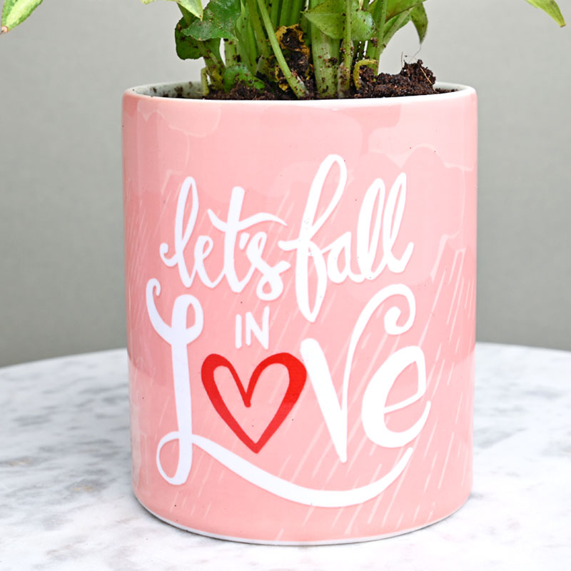Be My Valentine Syngonium | Cake2homes