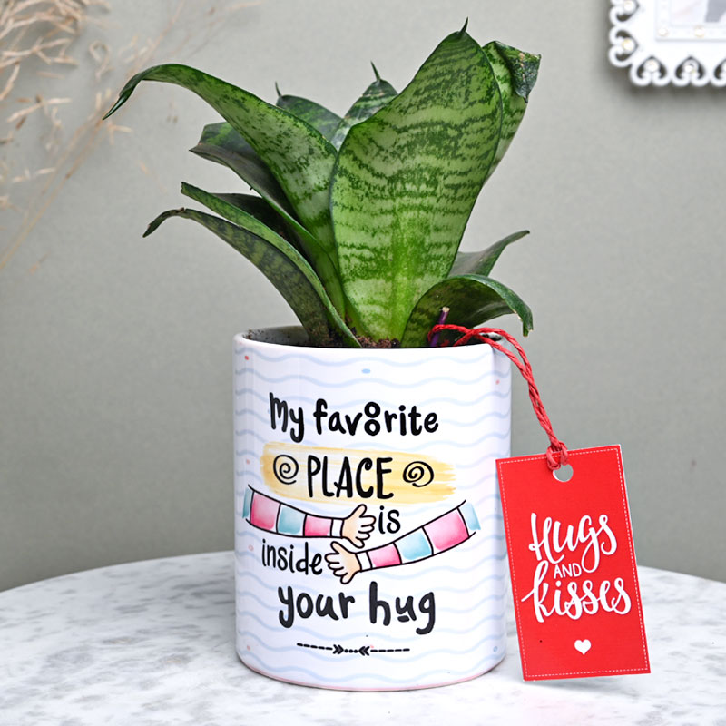 Affectionate Sansevieria Plant | Cake2homes