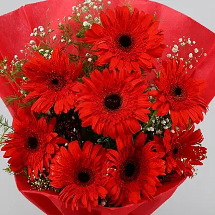 Red Elegance Gerbera Bouquet | Cake2homes