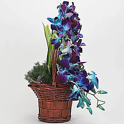 Basket of Blue Orchids & Anthuriums | Cake2homes