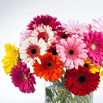 Elegant Gerberas In Glass Vase | Cake2homes