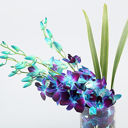 Lovely Orchids & Dandella In Cylindrical Vase | Cake2homes
