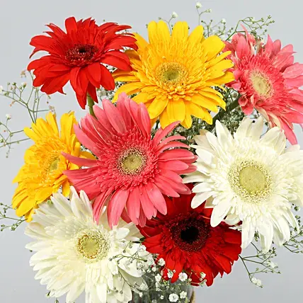 Mixed Brilliance Gerbera Vase | Cake2homes