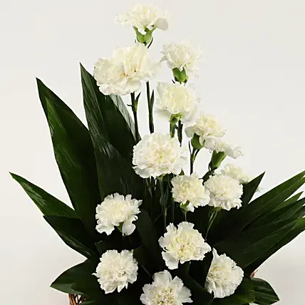 White Carnations Cane Basket Arrangement | Cake2homes