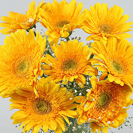 Yellow Mystique Gerbera Vase | Cake2homes
