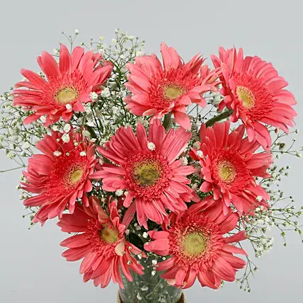 Beautiful Pink Gerberas Vase | Cake2homes