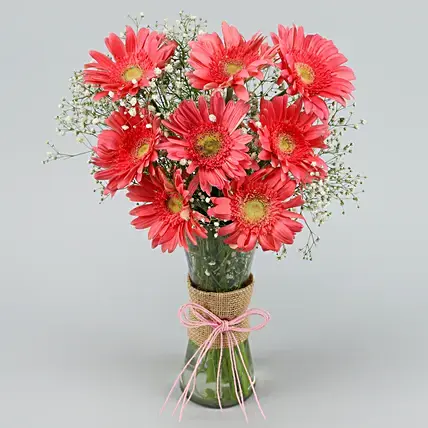 Beautiful Pink Gerberas Vase | Cake2homes