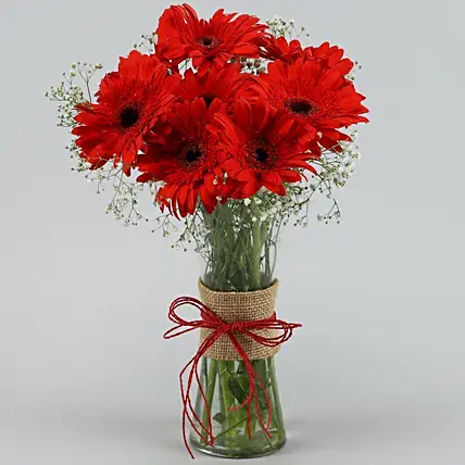 Red Elegance Gerbera Vase | Cake2homes