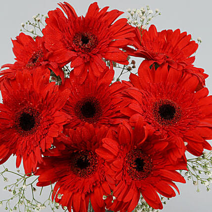 Red Elegance Gerbera Vase | Cake2homes