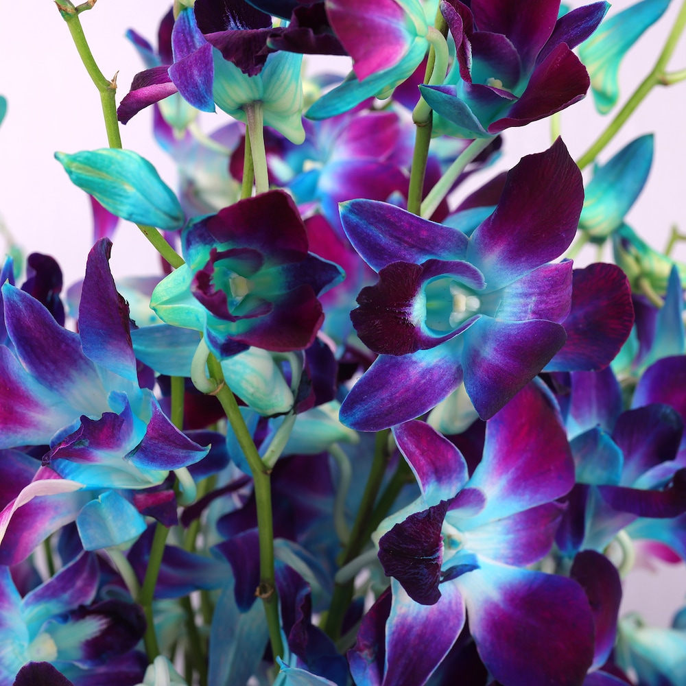 Mesmerising Blue Orchids Vase | Cake2homes