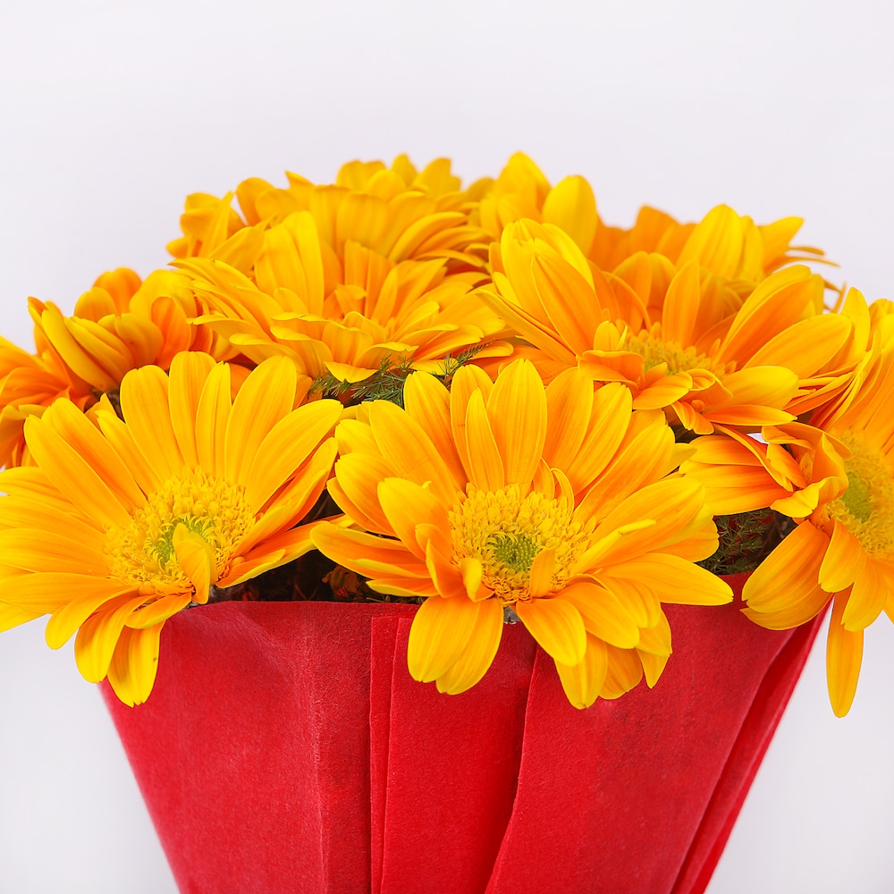 Happy Splashy Gerberas | Cake2homes