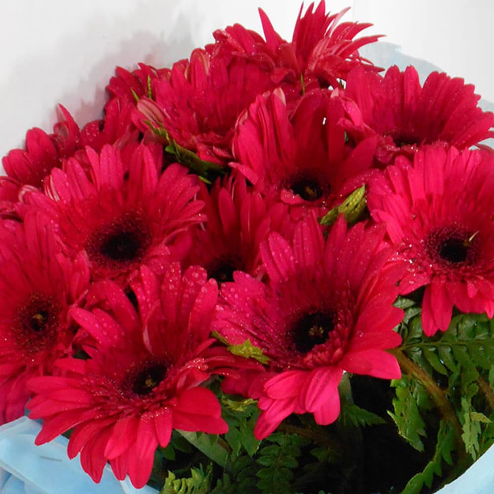 Serene Beauty A Bunch Of Pink Gerbera Flowers | Cake2homes