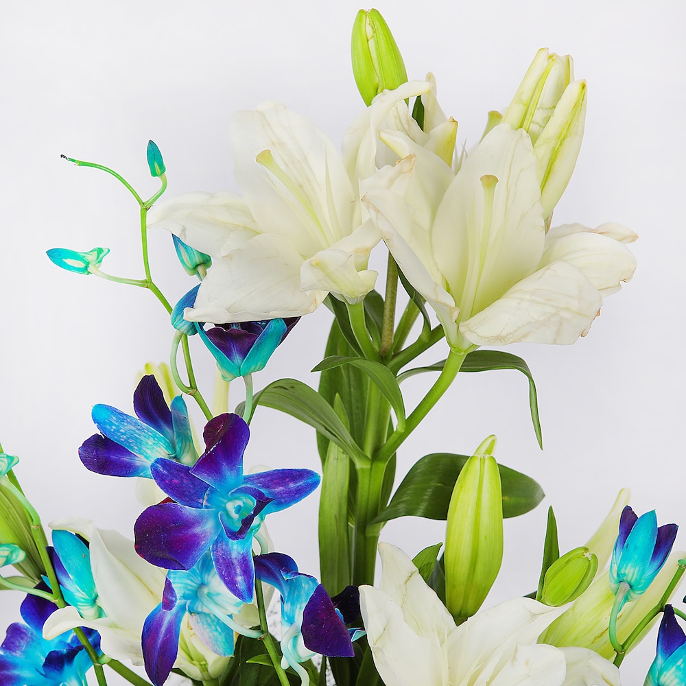 Smile Of Lilles | Cake2homes