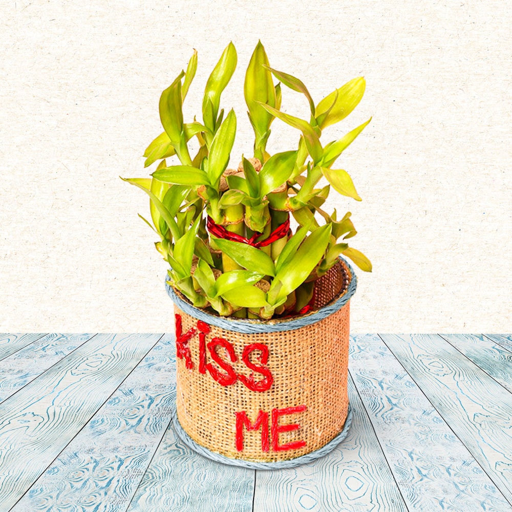 True Premium Combo | Cake2homes