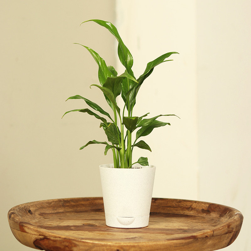 Air Purifying Plants