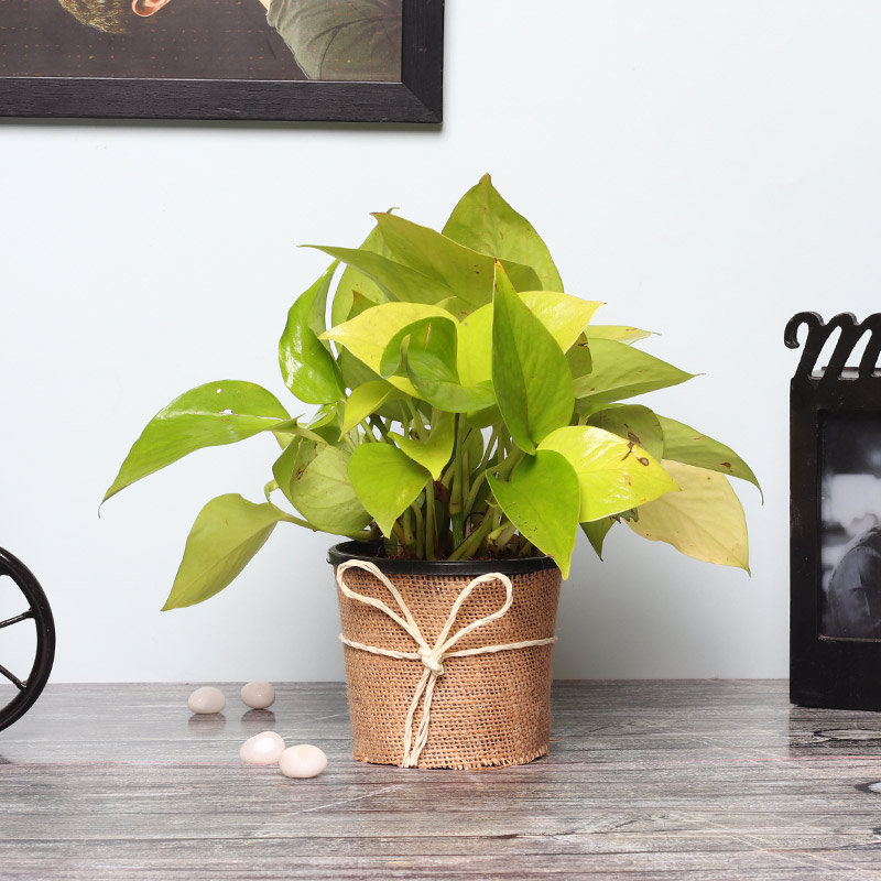 Fascinating Money Plant