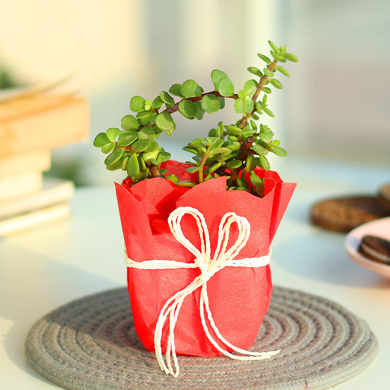 Succulent Jade Plant