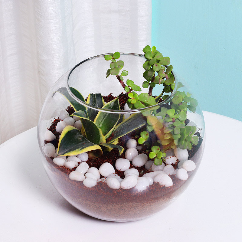 MILT and Jade Plant Terrarium
