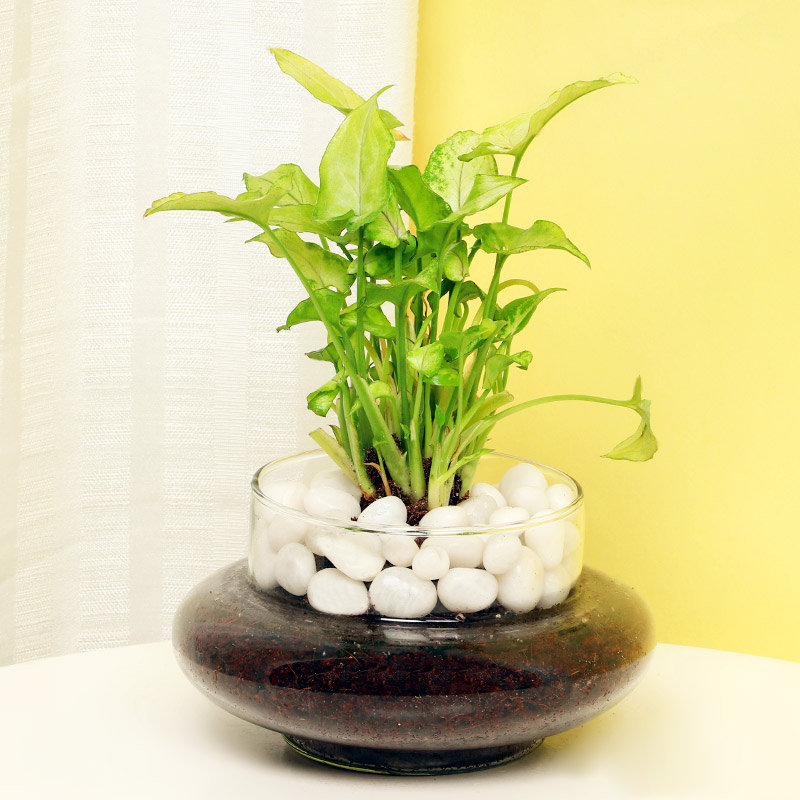 Amazing Syngonium Terrarium