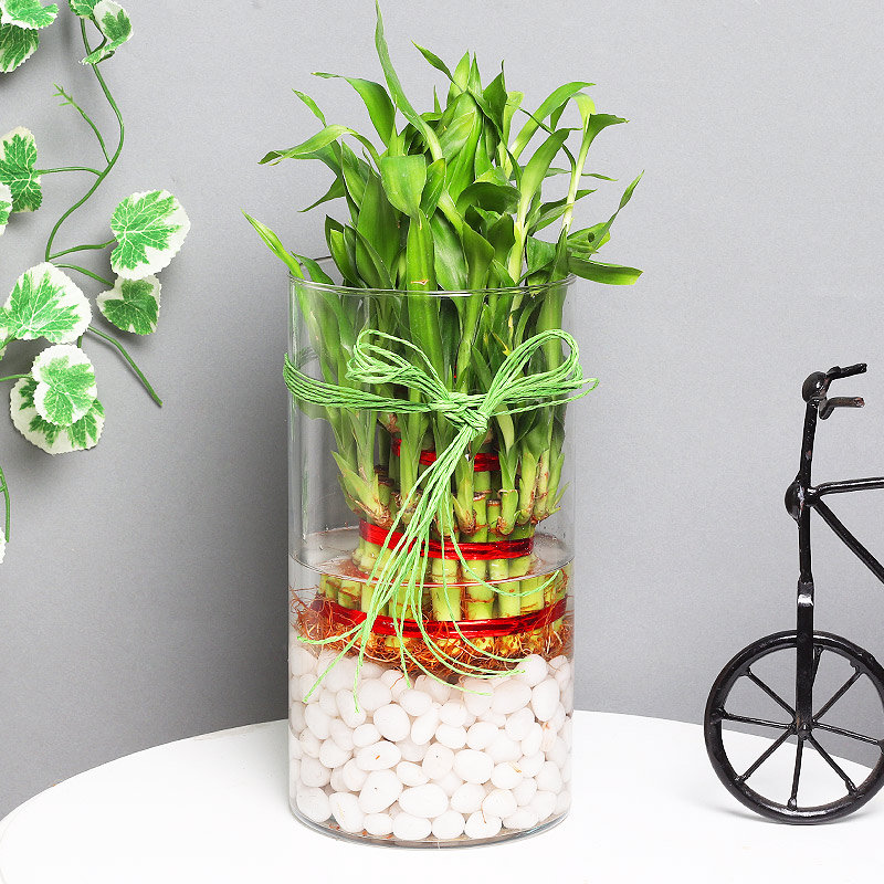 3 Layer Lucky Bamboo Terrarium