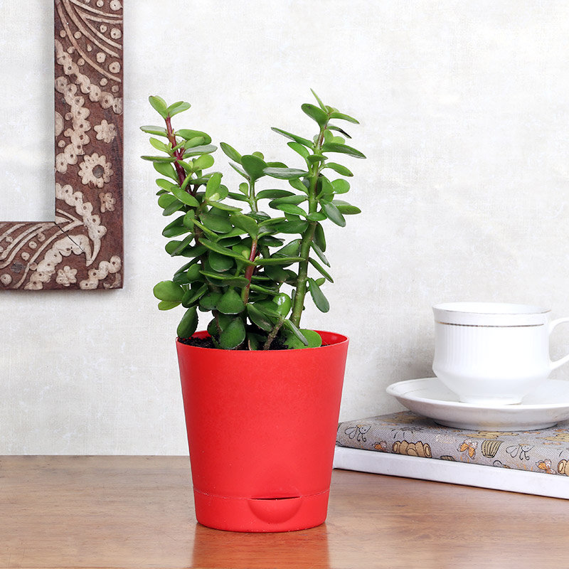 Jade In Red Pot