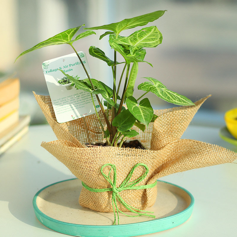 Jute Wrapped Syngonium