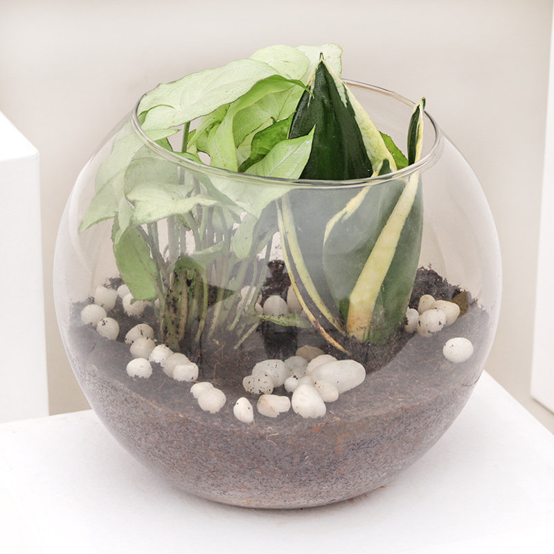 Syngonium And Snake Plant Terrarium