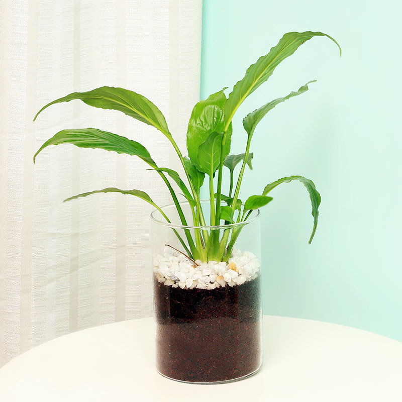 Peace Lily Terrarium