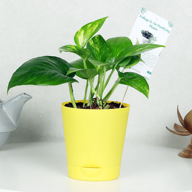 Yellow Vase Money Plant