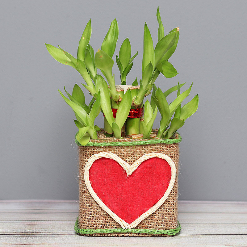 Exquisite 2 Layer Bamboo Plant