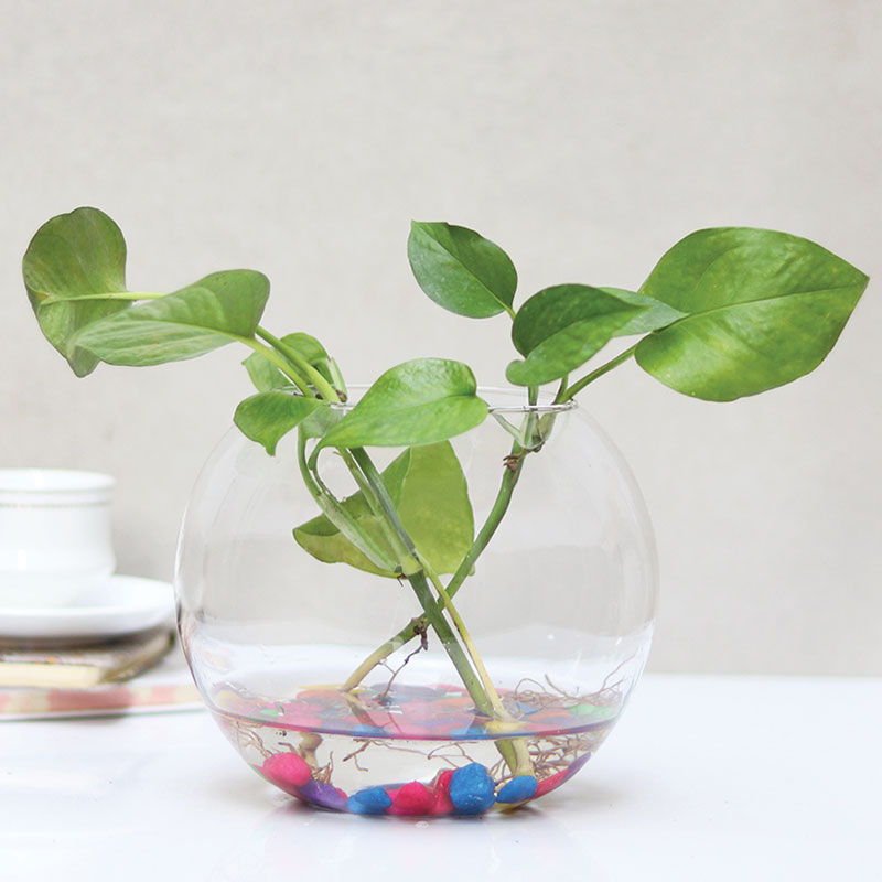 Money Plant in Bubble Vase