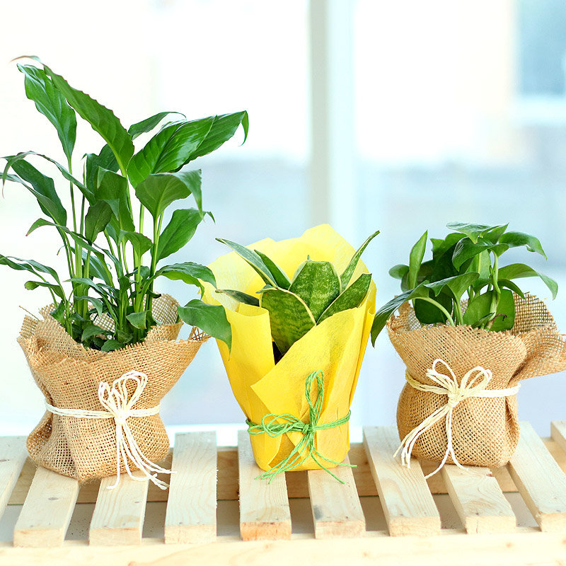 Speaking Three Plant Combo