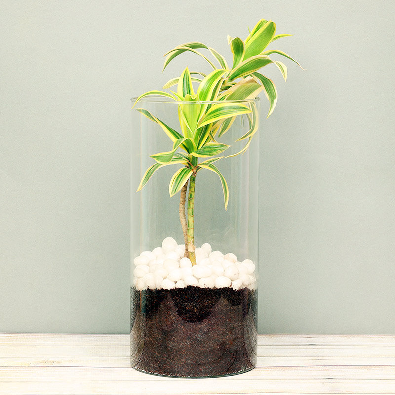 Song Of India Terrarium