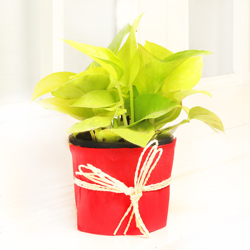 Be Lucky Money Plant
