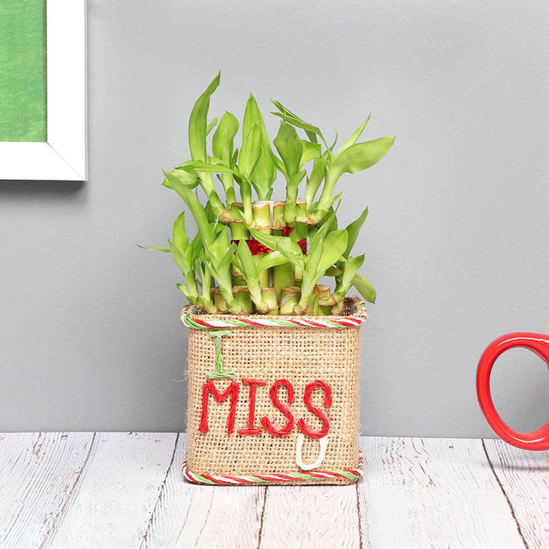 2 Layer Evergreen Bamboo 2 Layer Evergreen Bamboo