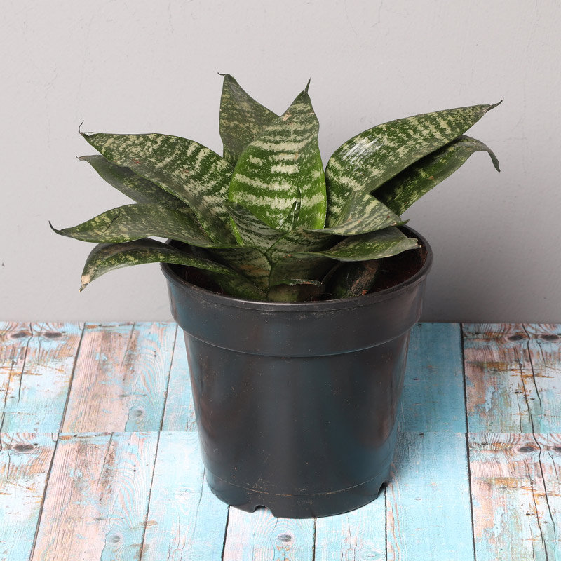 Sansevieria Snake Plant