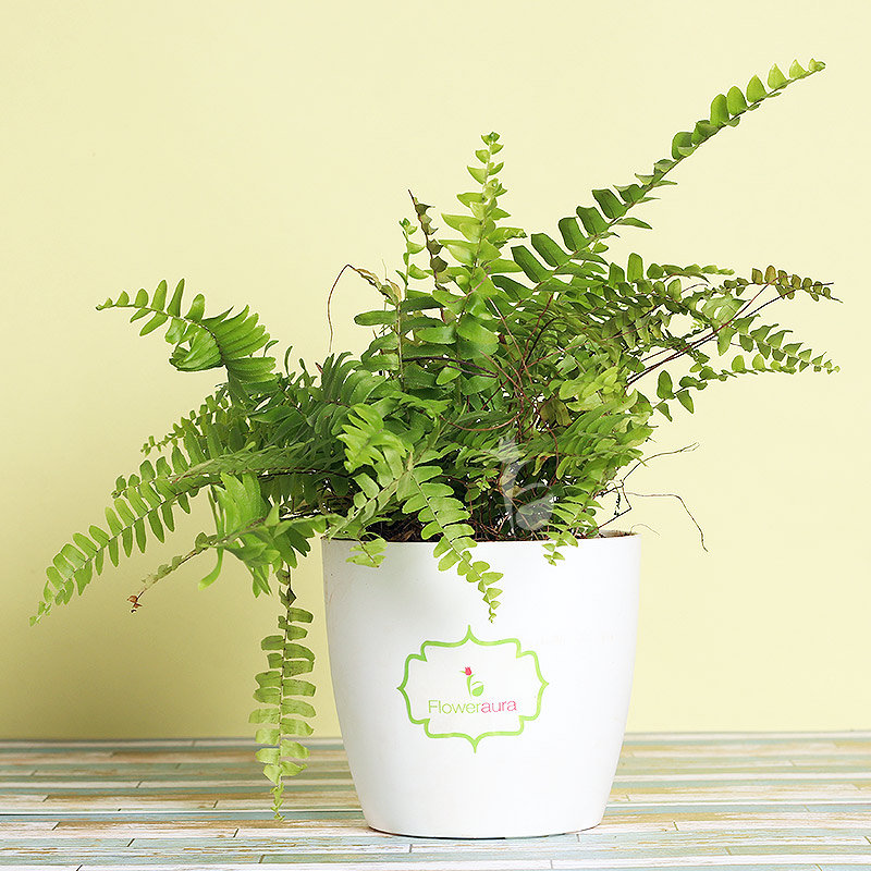 Boston Fern Plant