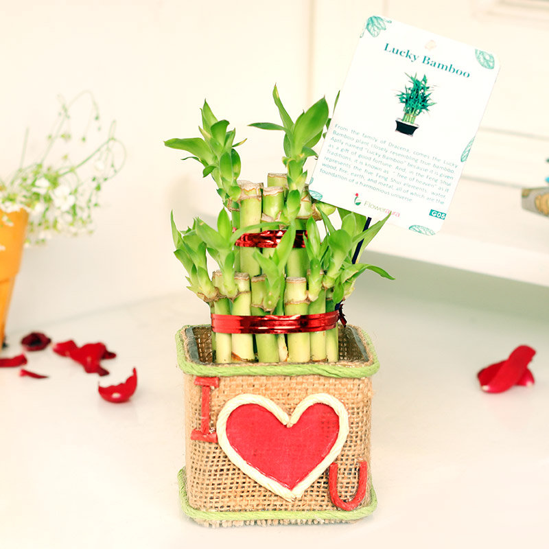 Elegant 2 Layer Bamboo Plant