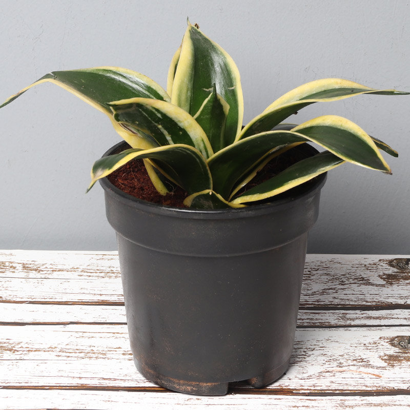 Purifying MILT Sansevieria