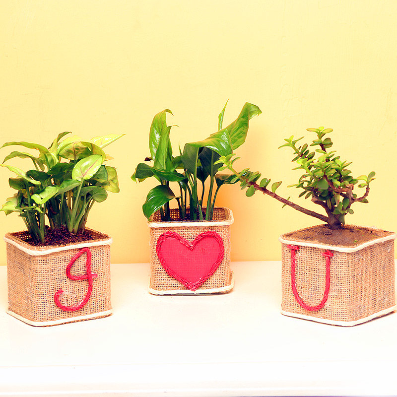 Love With Lucky Combo