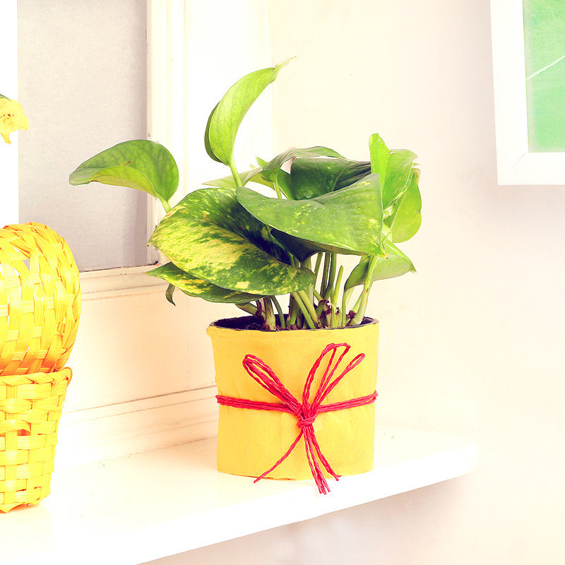 Five Element Money Plant