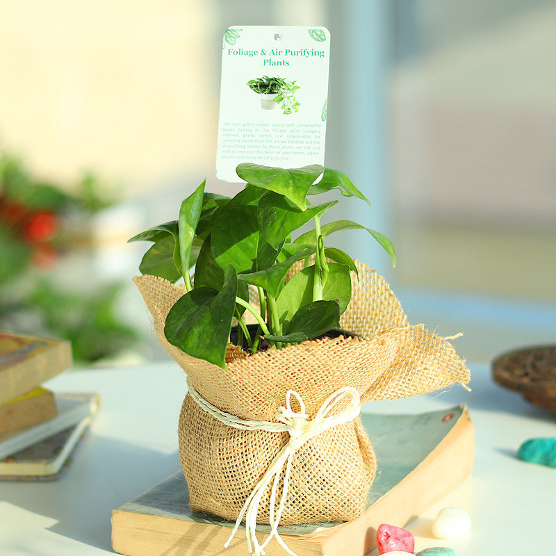 Jutely Luck Jutely Luck