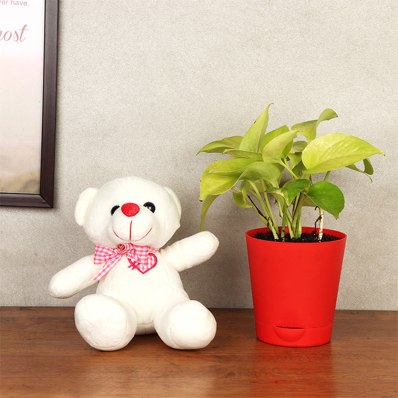 White Teddy Money Plant