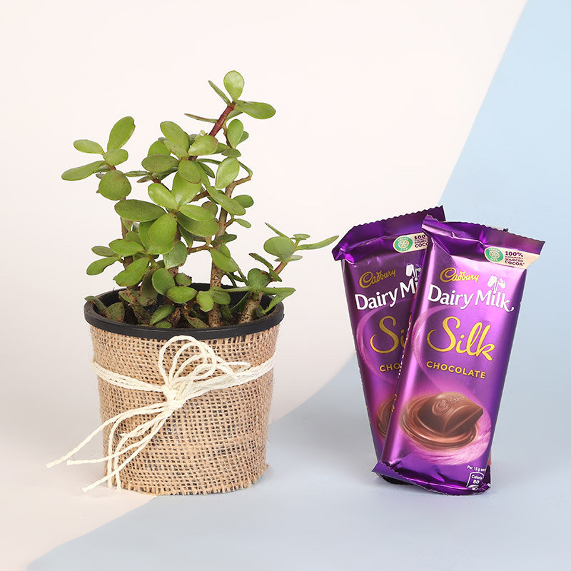 Jade Dairy Milk V Day Combo Jade Dairy Milk V Day Combo