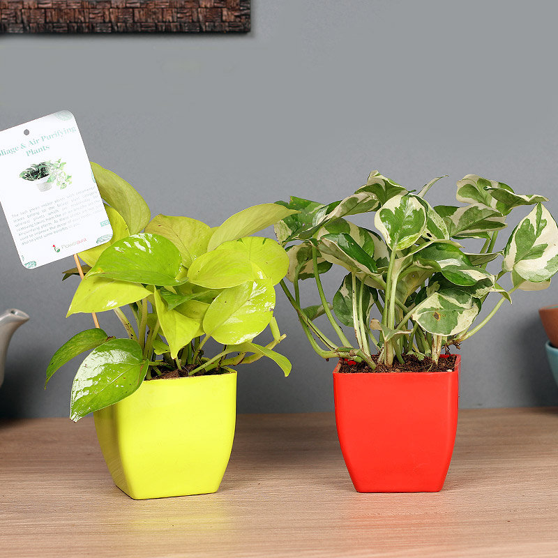 Money Pothos Plant Combo