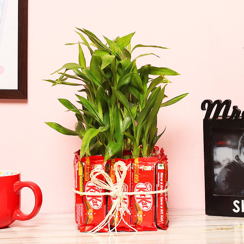 Attractive 3 Layer Bamboo Plant